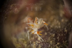 a tiny tiger shrimp 8mm shot using RRM by Joseph Crowe 